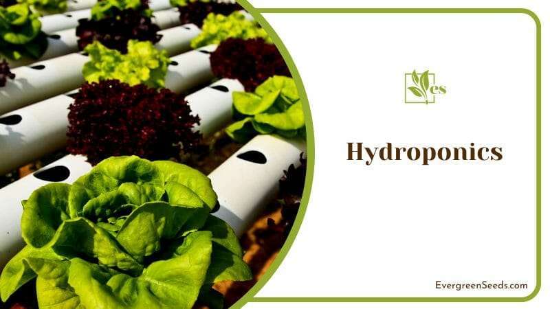 Plants Cultivated in Hydroponics