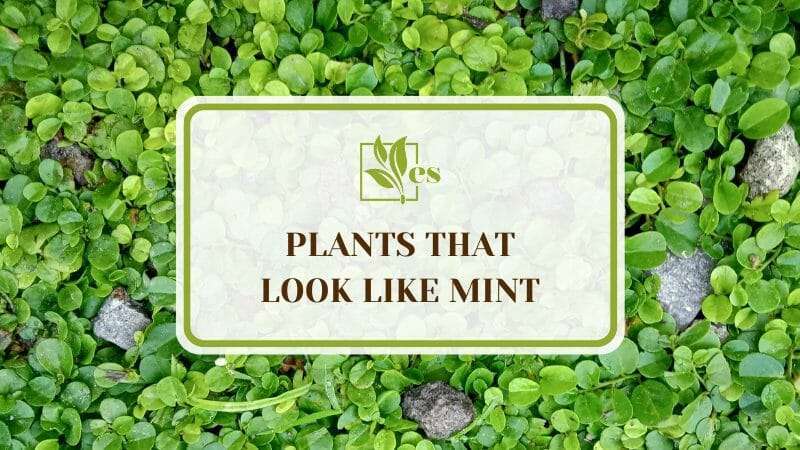 Plants That Look Like Mint