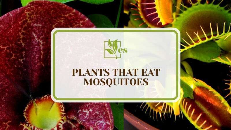 Plants for Natural Mosquito Control