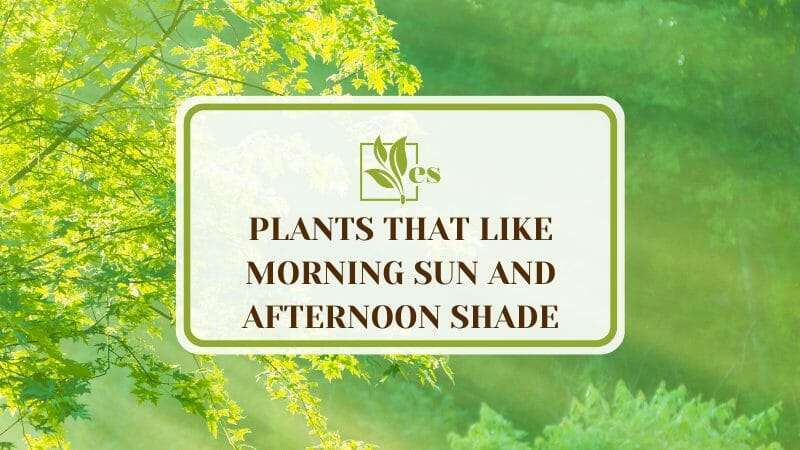 Plants that Like Morning Sun