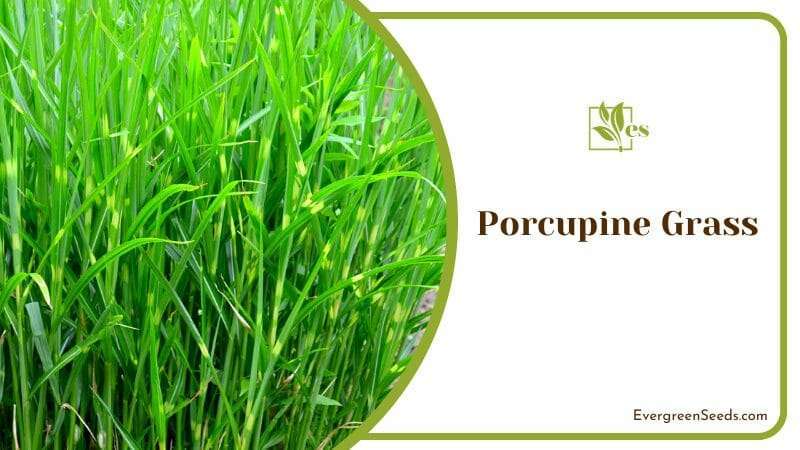 Porcupine Grass in a Garden