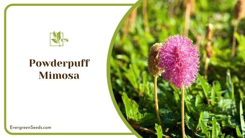 Powderpuff Mimosa Blooms