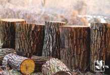 Preserving wood stumps