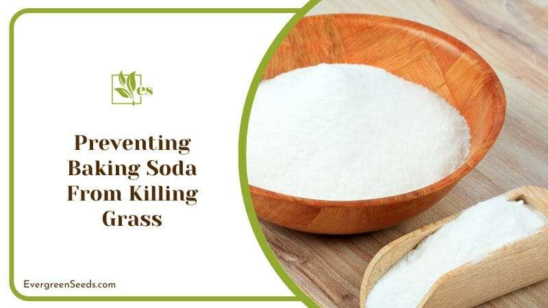 Preventing Baking Soda From Killing Grass