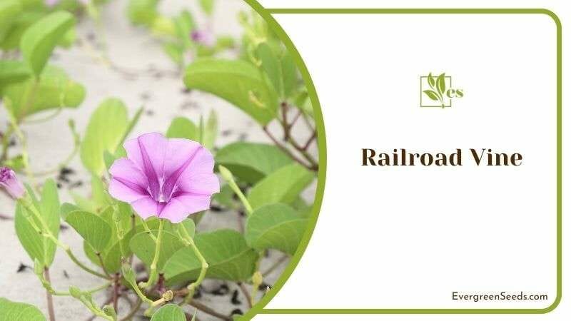 Railroad Vine Flower in Florida