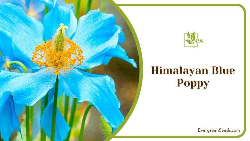 Rare and Exotic Himalayan Blue Poppy