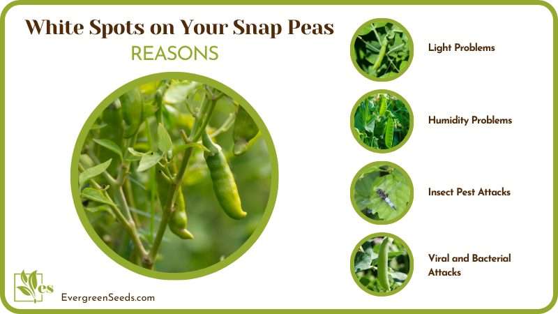 Reasons Can Lead To White Spots on Your Snap Peas