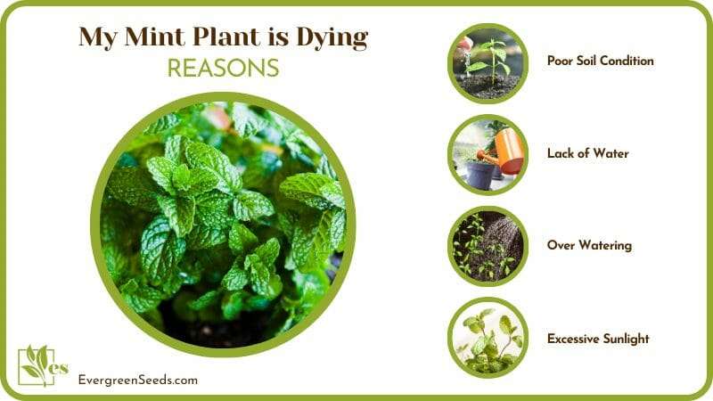 Bring Dying Mint Plant Back to Life