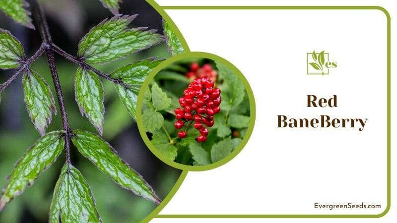 Red BaneBerry with Leaves