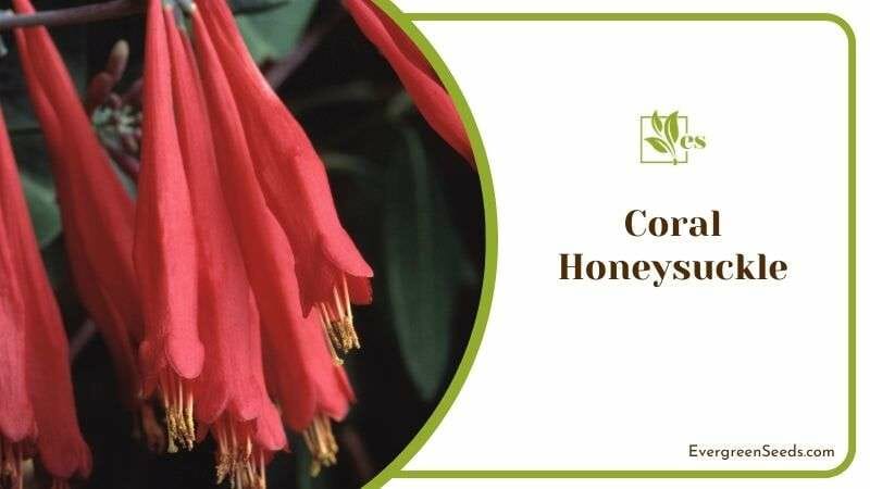 Red Berries of Coral Honeysuckle