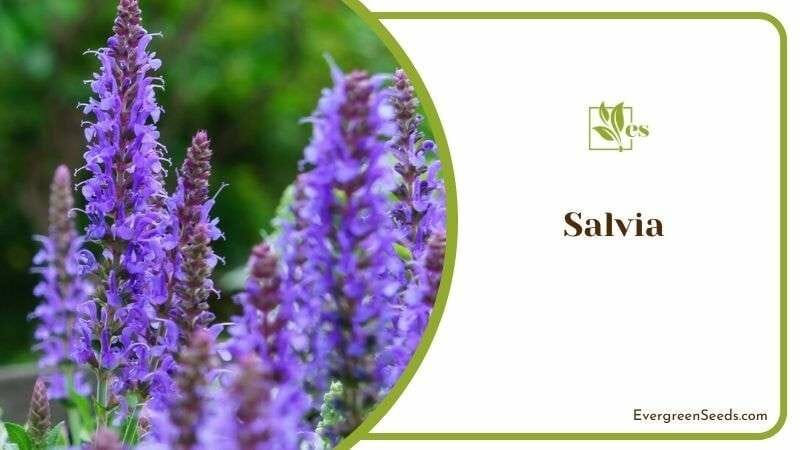 Salvia Plant in Vegas