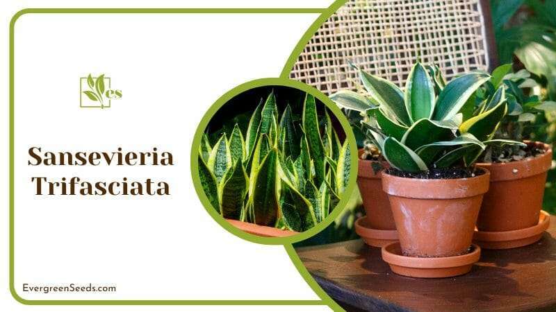 Sansevieria Trifasciata Plants on Pot
