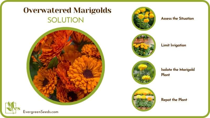 Save My Overwatered Marigolds