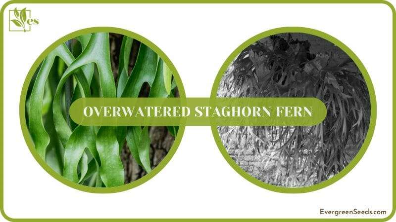 Save Overwatered Staghorn FernSave Overwatered Staghorn Fern