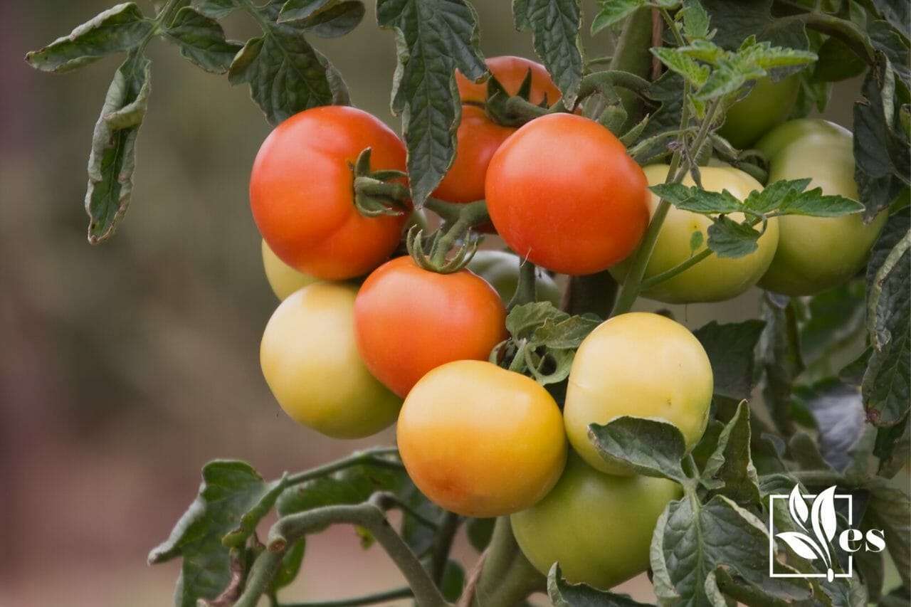 Over Watered Tomato Plant Common Causes and Easy Fixes Evergreen Seeds
