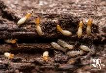 Save Your Soil from White Ants