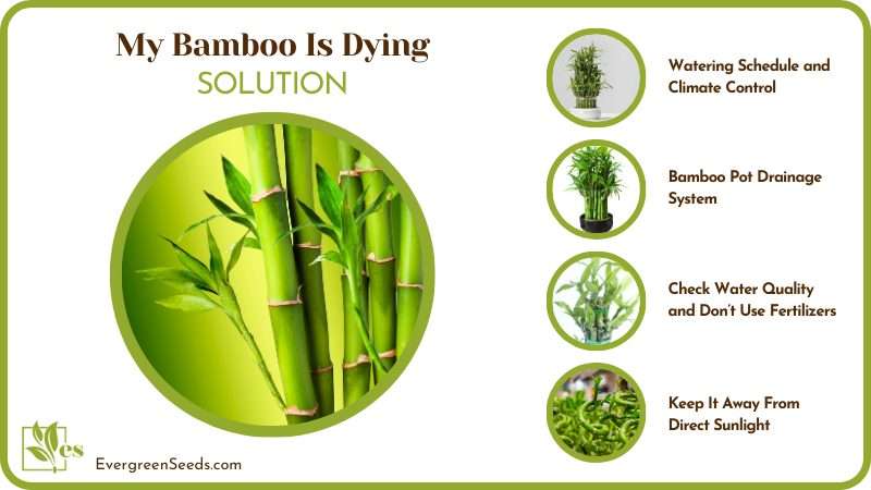 Save a Bamboo From Dying