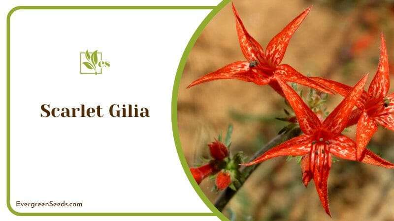 Scarlet Gilia Blooms