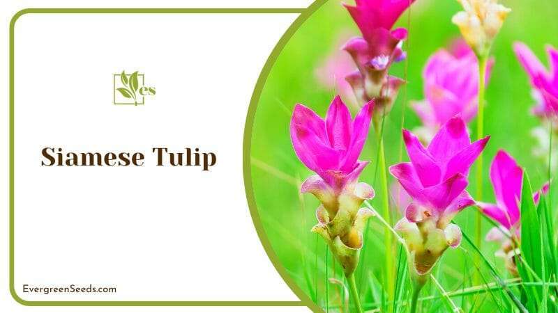 Siamese Tulip in All its Vibrant Colors