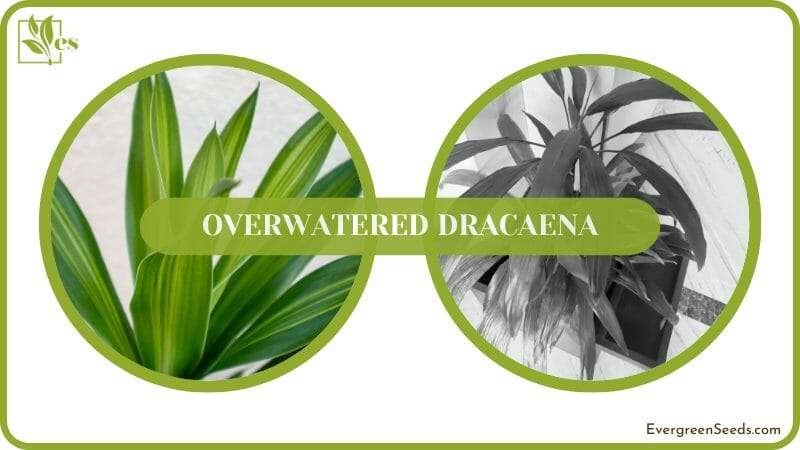 Signs of Overwatered Dracaena