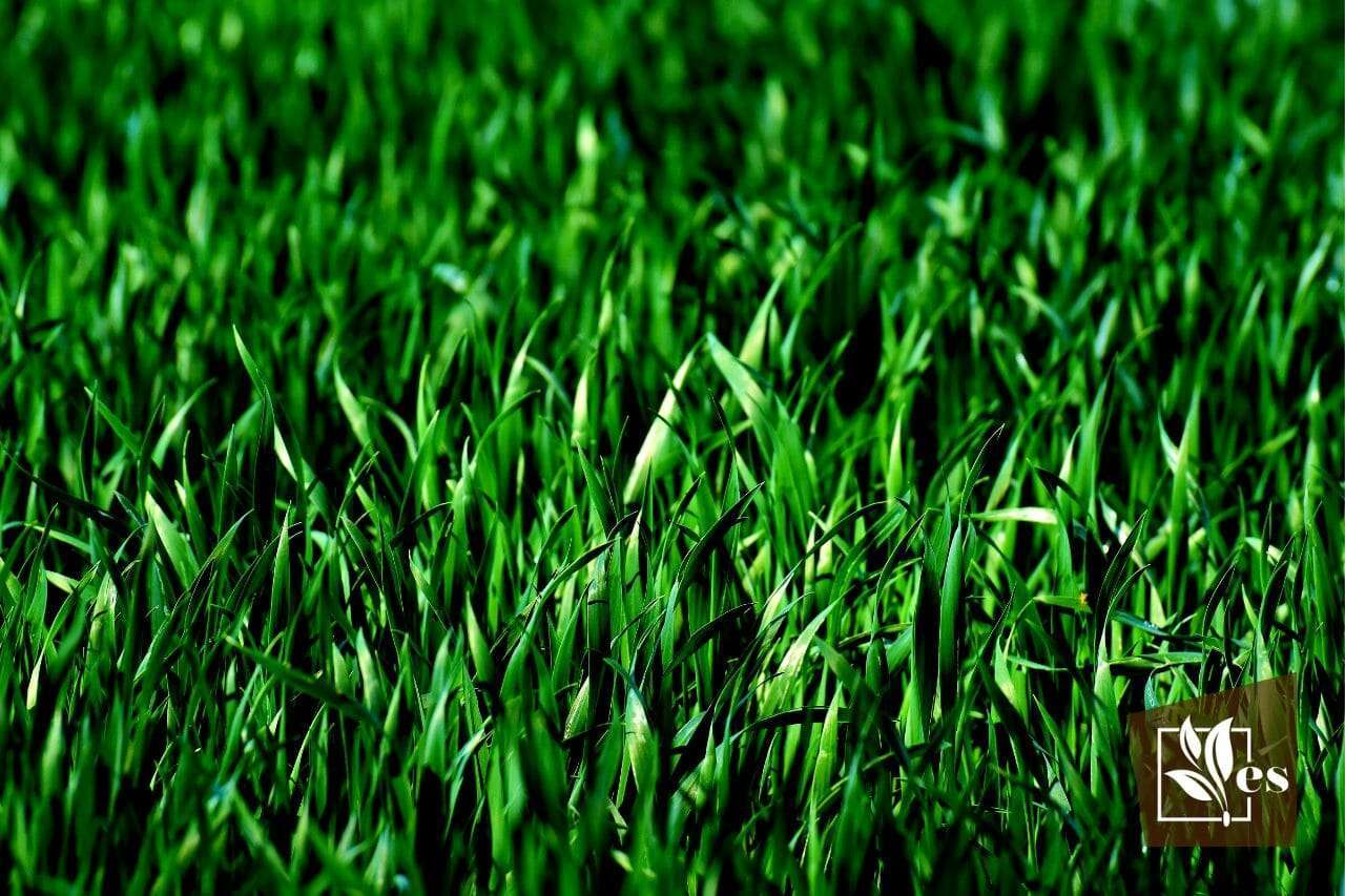 Will Simple Green Harm Your Grass?