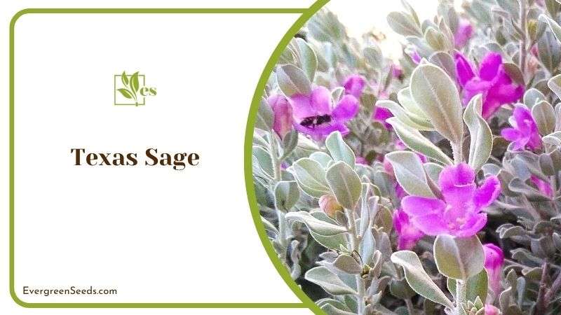Slow Growing Texas Sage Plant