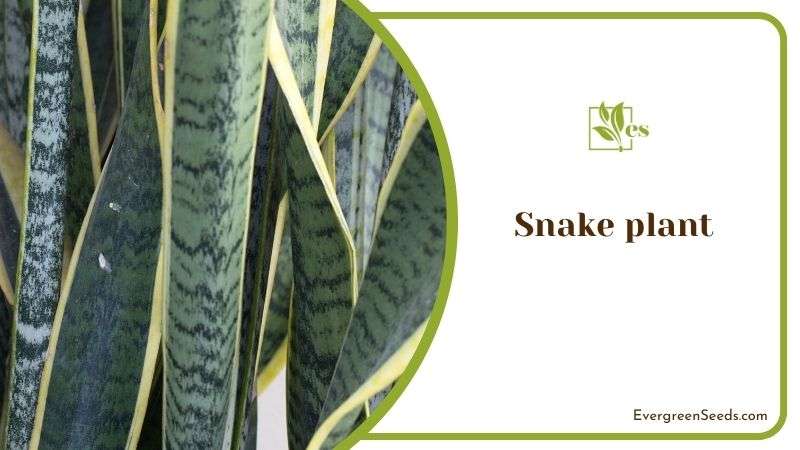 Snake Plant or Mother in Law’s Tongue