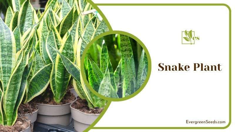 Snake Plant prefers indirect sunlight