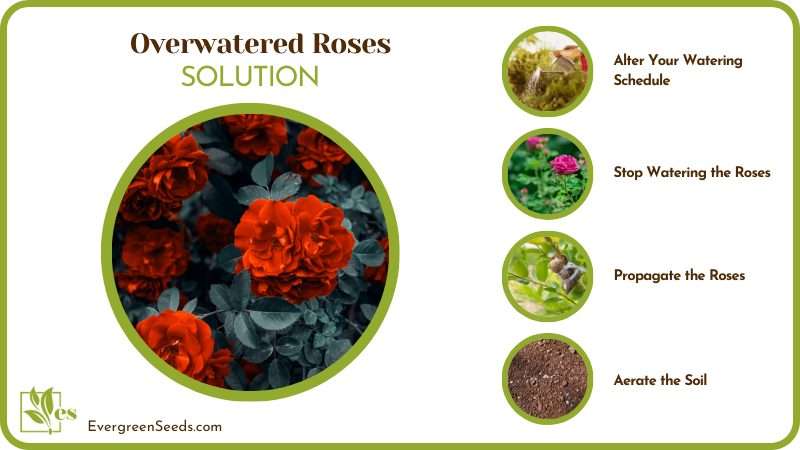 Solutions of Overwatered Roses