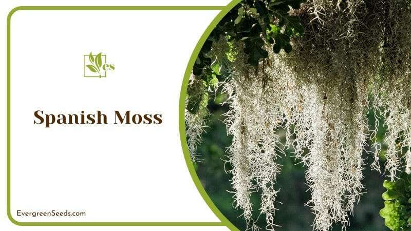 Spanish Moss look like strands of hair