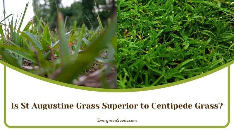 St Augustine Superior to Centipede Grass