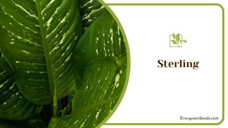 Sterling Plant