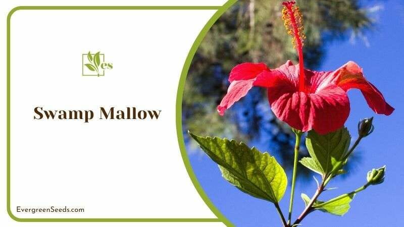 Swamp Mallow or Scarlet Rosemallow