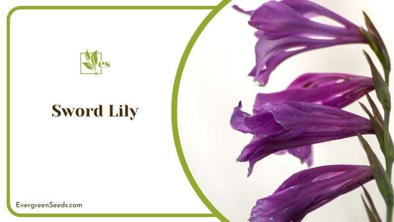 Sword Lily