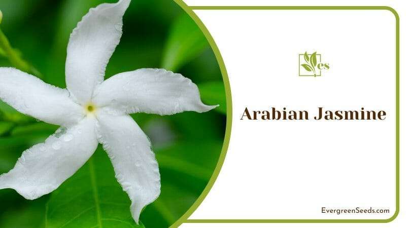 The Arabian Jasmine in Full Bloom
