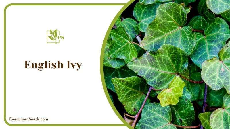 The Versatile English Ivy