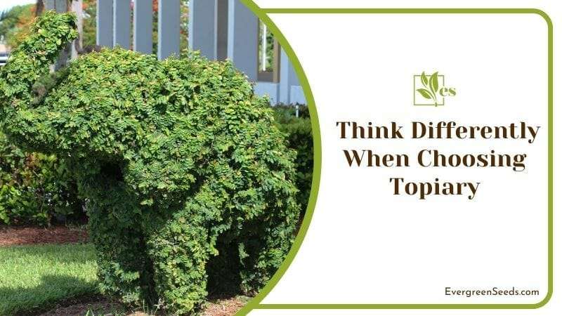 Think Differently When Choosing Topiary