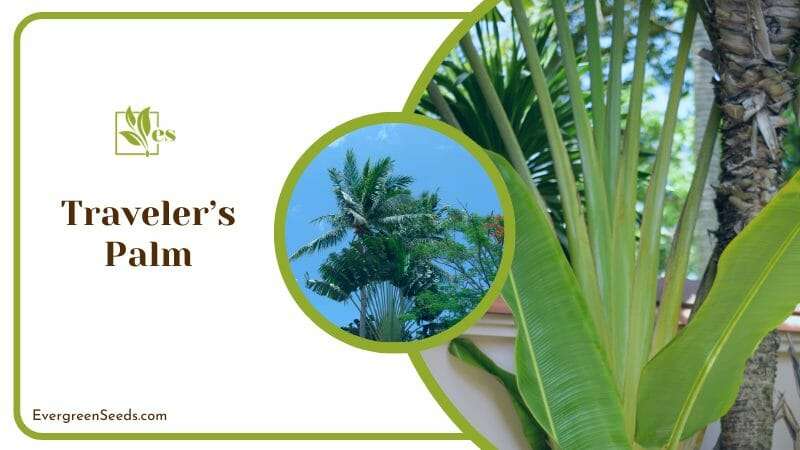 Traveler’s Palm known as the East-West palm
