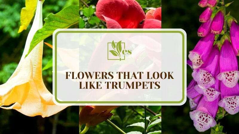 Trumpet Shaped Blooms for Your Garden