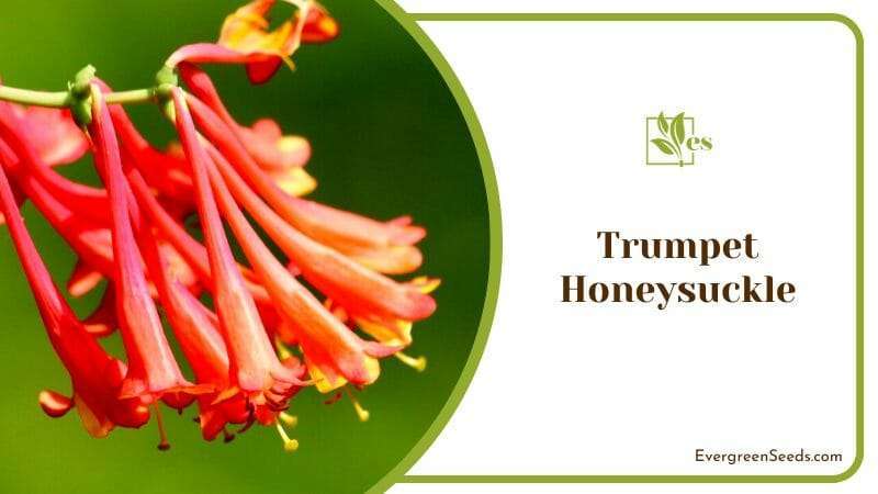 Trumpet Shaped Honeysuckle Blooms