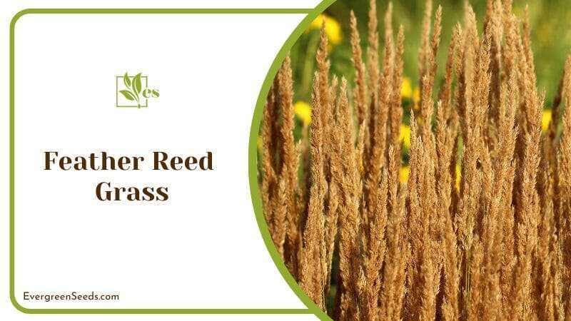 Versatile Ornamental Feather Reed Grass