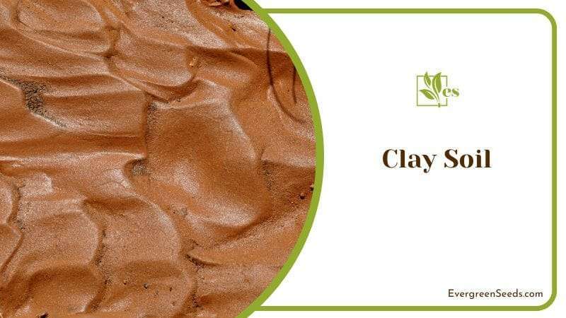 Wet Clay Soil