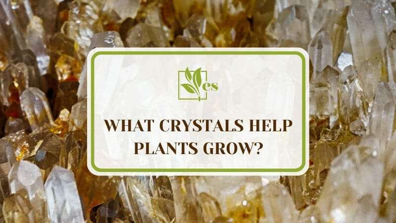 What Crystals Help Plants Grow