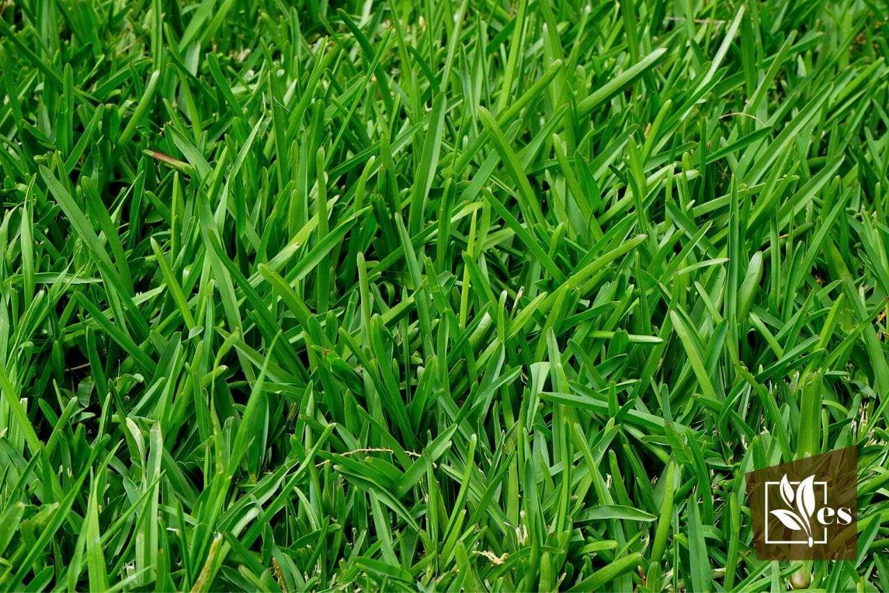 Creeping Red Fescue Pros and Cons: What Need To Know