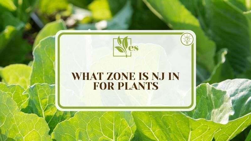 What Zone Is NJ in for Plants