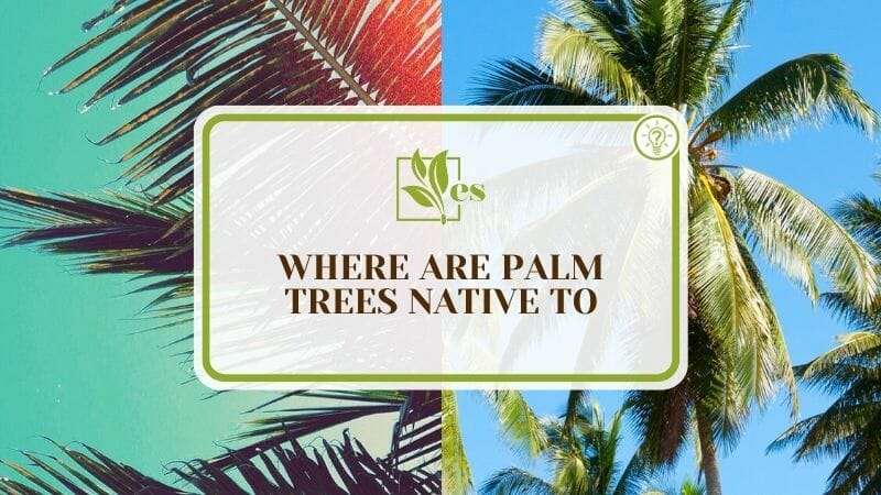 Where Are Palm Trees Native To