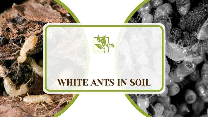 White Ants in Soil