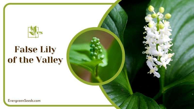 White Flower of False Lily of the Valley