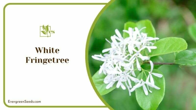 White Fringetree White Blooms