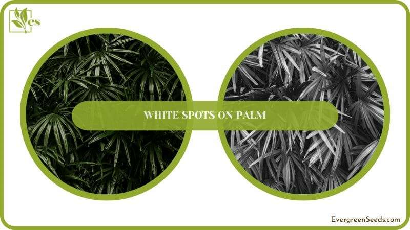 White Spots Problem on Palm
